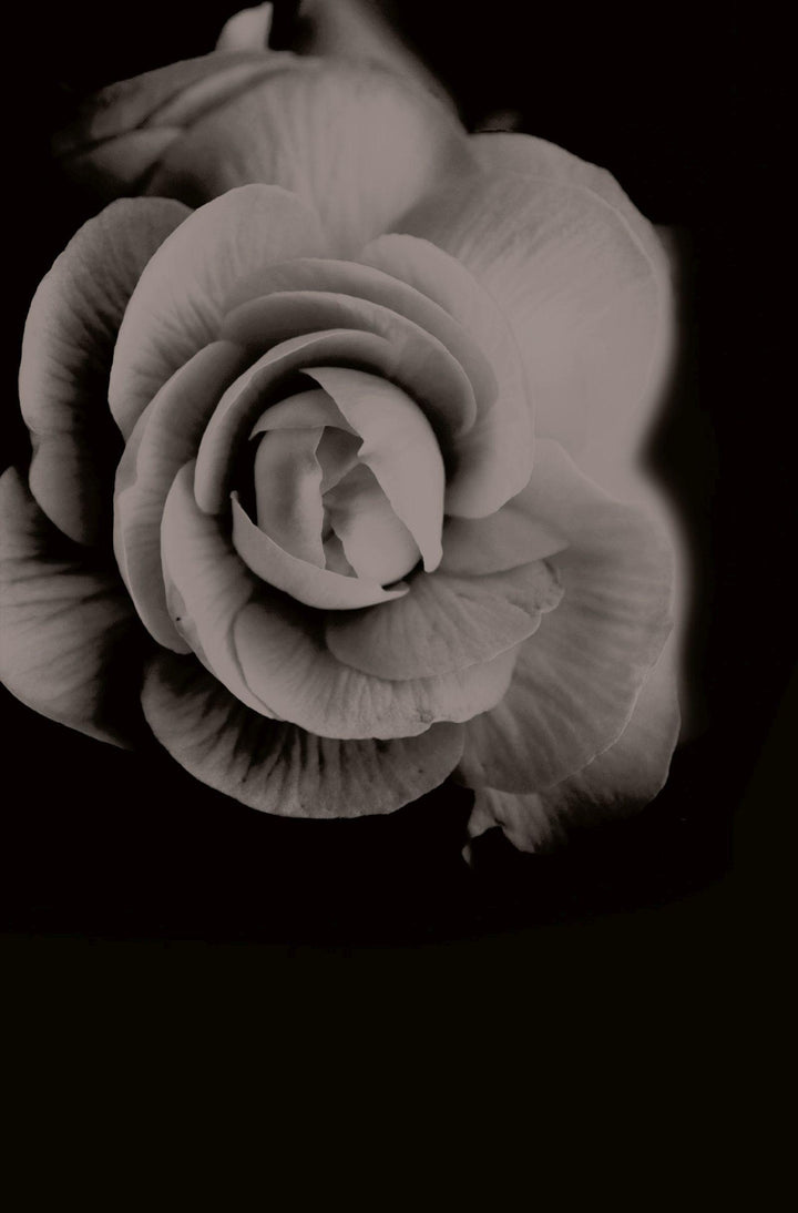 Dornenherz | Rose, Karen