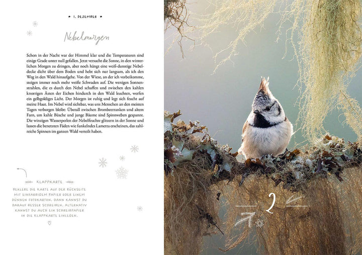 Winter Moments in Nature - der Adventskalender | López, Gamander | López, Una