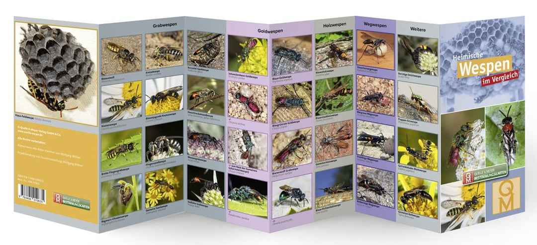Heimische Wespen | -