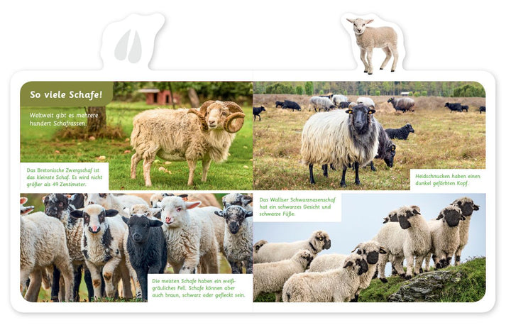 Mein kleines Tier-Lexikon - Das Schaf | -