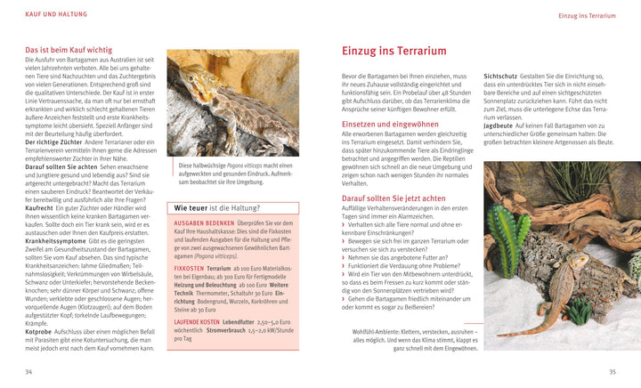 Bartagamen | Au, Manfred