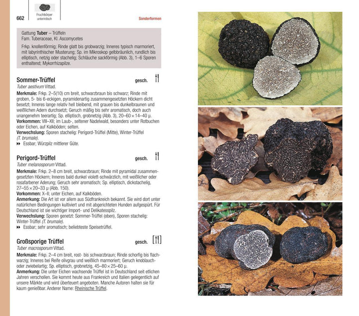 Der große BLV Pilzführer | Gerhardt, Ewald