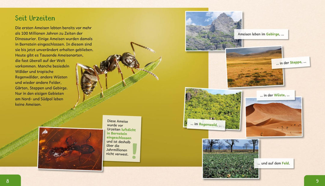 Meine große Tierbibliothek: Die Ameise | Gutjahr, Axel