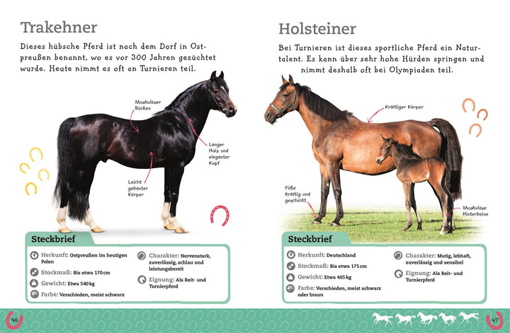 Pferde und Ponys | -