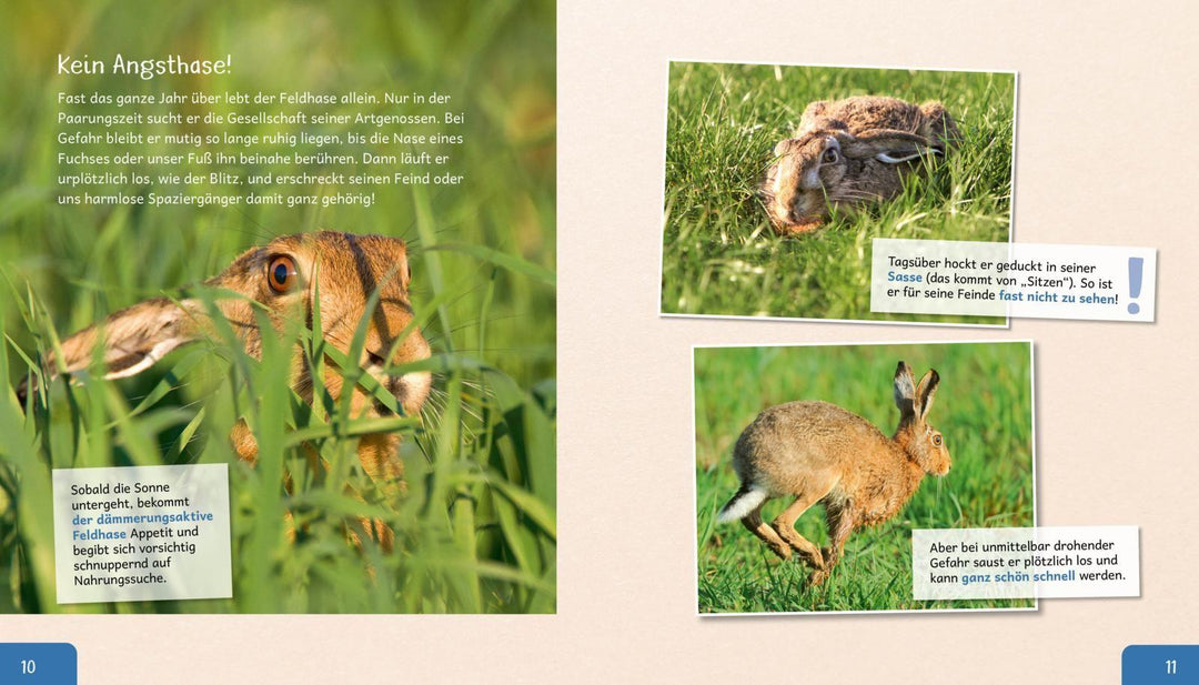 Meine große Tierbibliothek: Der Hase | Poschadel, Jens