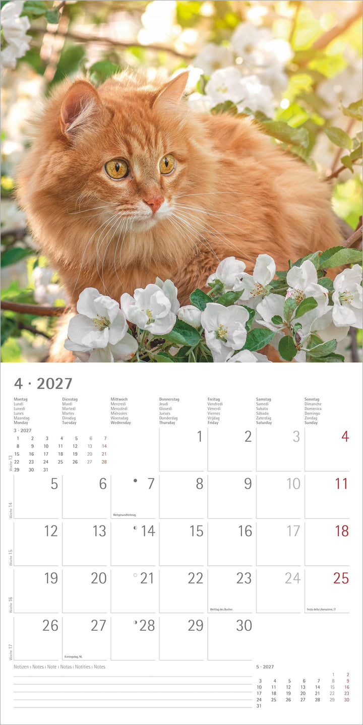 Katzen 2027 | -