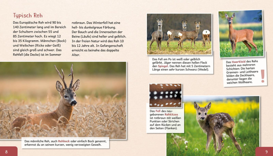 Meine große Tierbibliothek: Das Reh | Poschadel, Jens