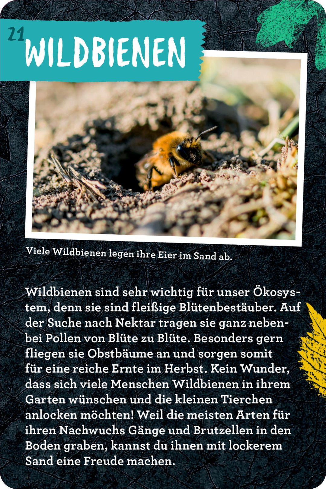 50 Garten-Projekte | Zysk, Stefanie