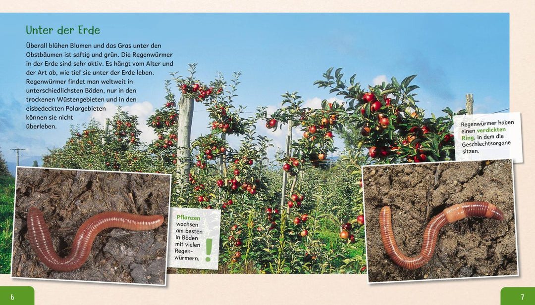 Meine große Tierbibliothek: Der Regenwurm | Tracqui, Valérie