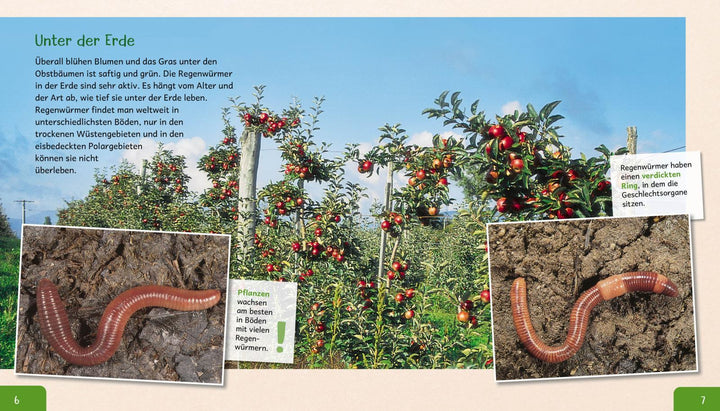 Meine große Tierbibliothek: Der Regenwurm | Tracqui, Valérie