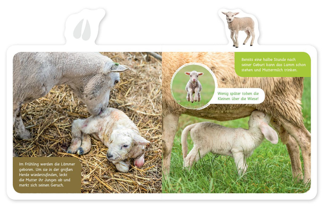 Mein kleines Tier-Lexikon - Das Schaf | -