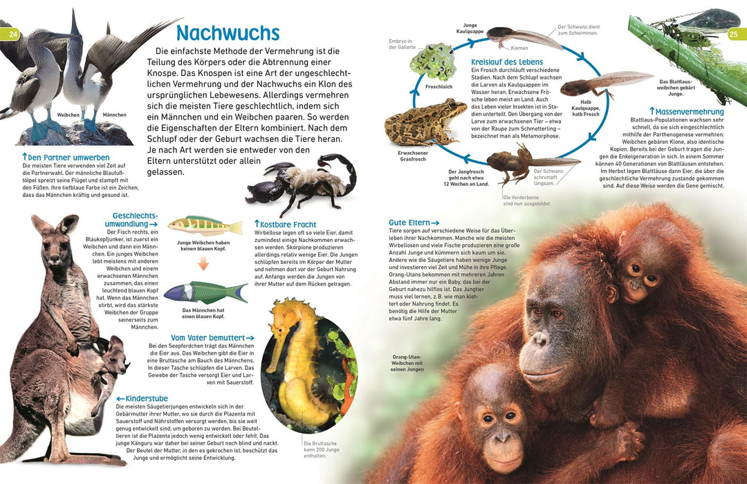 memo Wissen entdecken. Tiere | Jackson, Tom