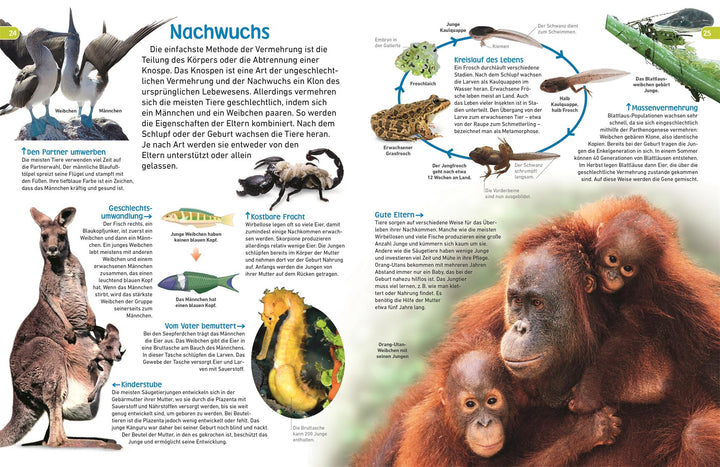 memo Wissen entdecken. Tiere | Jackson, Tom