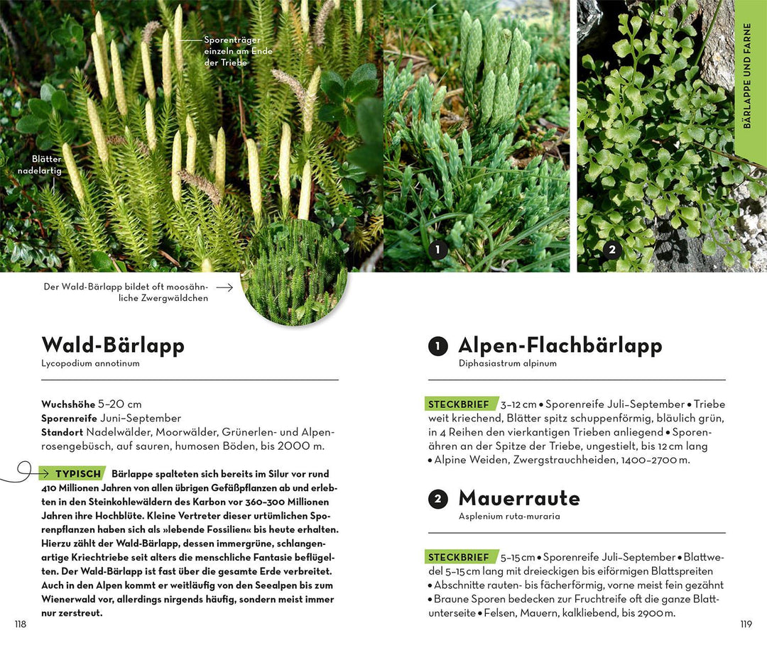 Basic Alpenblumen | Griebl, Norbert