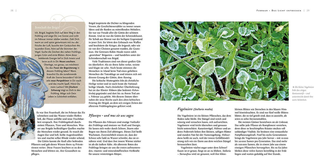 Pflanzengöttinnen und ihre Heilkräuter | Stumpf, Ursula