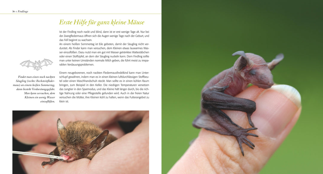 Fledermaus ganz nah | Kaipf, Ingrid