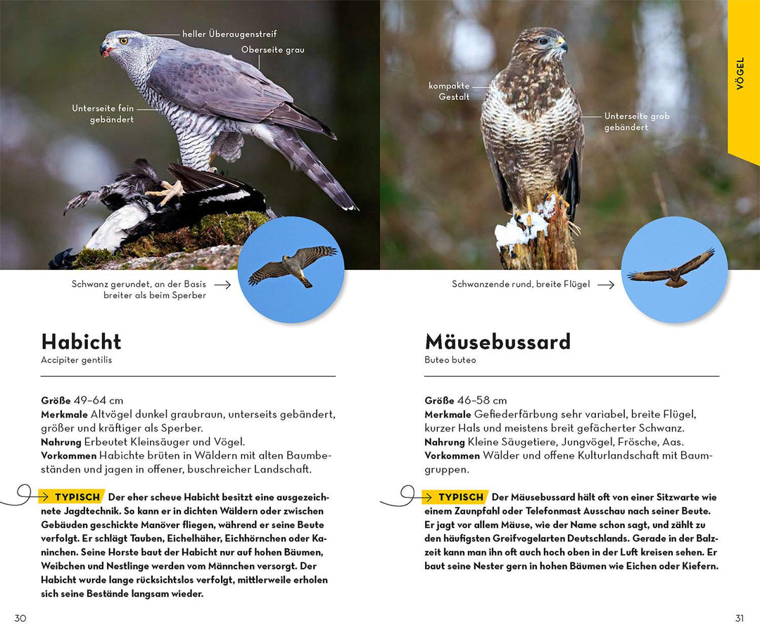 Basic Wald | Wilhelmsen, Ute