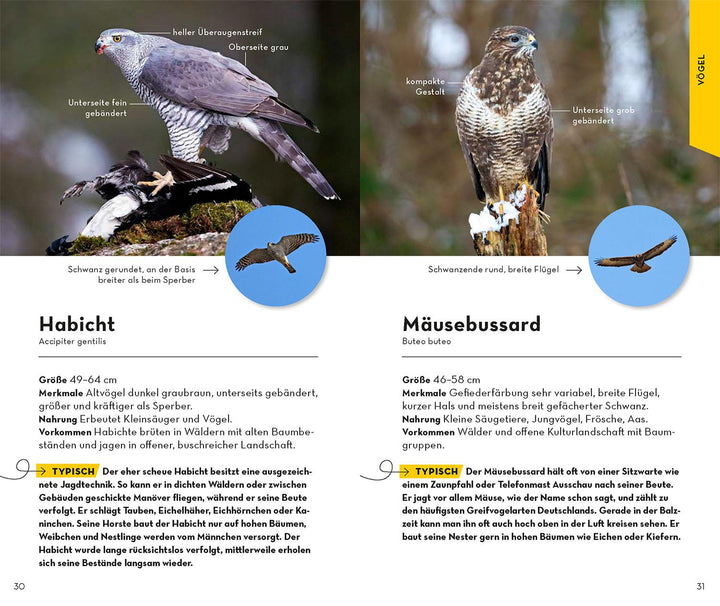 Basic Wald | Wilhelmsen, Ute