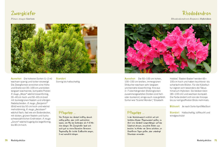 Der immergrüne Balkon. Ganzjährig gestalten mit winterharten Pflanzen | Kopp...