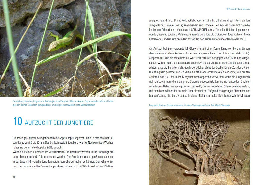 Smaragdeidechsen Lacerta bilineata und Lacerta viridis | Dieckmann, Martin