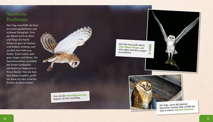 Meine große Tierbibliothek: Die Eule | Poschadel, Jens