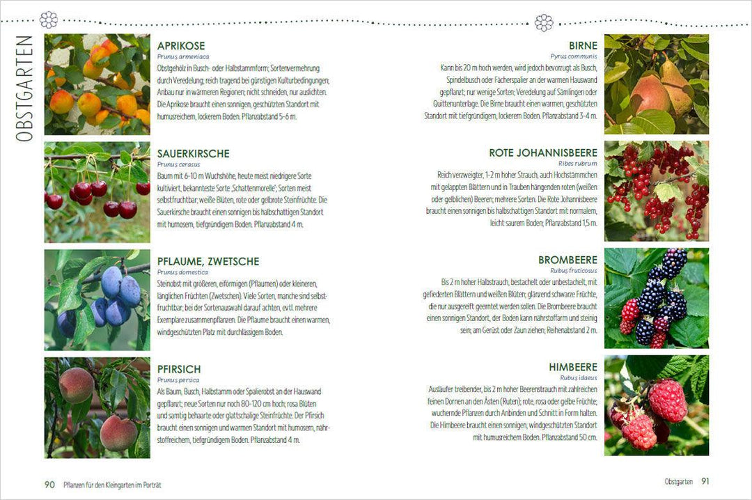 Mein Jahr im Kleingarten. Schrebergarten für Anfänger | Kopp, Ursula