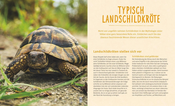 Landschildkröten | Wilke, Hartmut