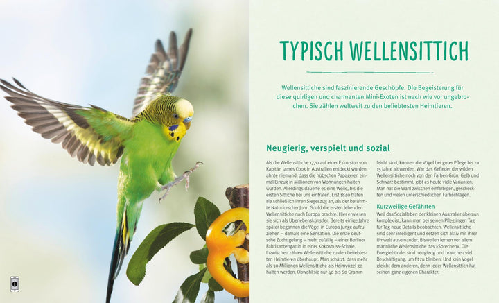 Wellensittiche | Niemann, Hildegard