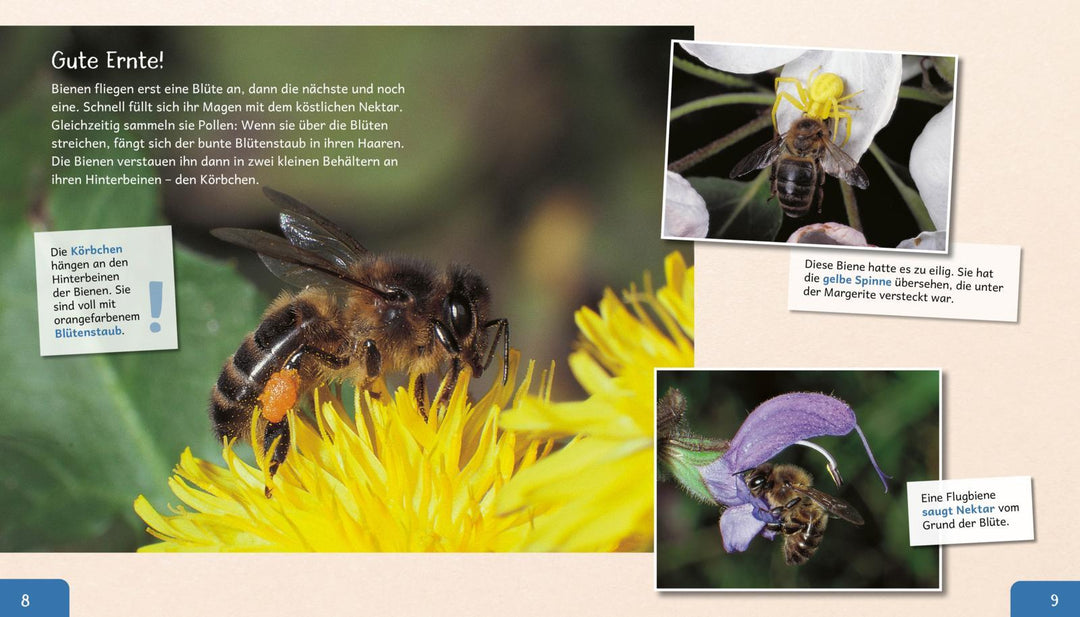 Meine große Tierbibliothek: Die Biene | Starosta, Paul