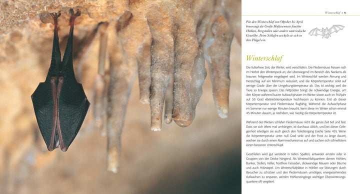 Fledermaus ganz nah | Kaipf, Ingrid