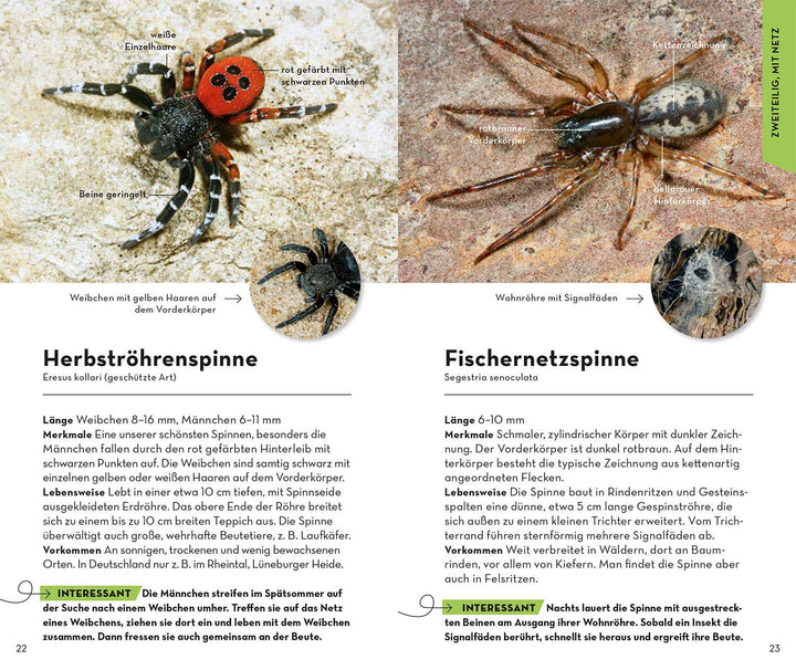 Basic Spinnen | Wilker, Lars