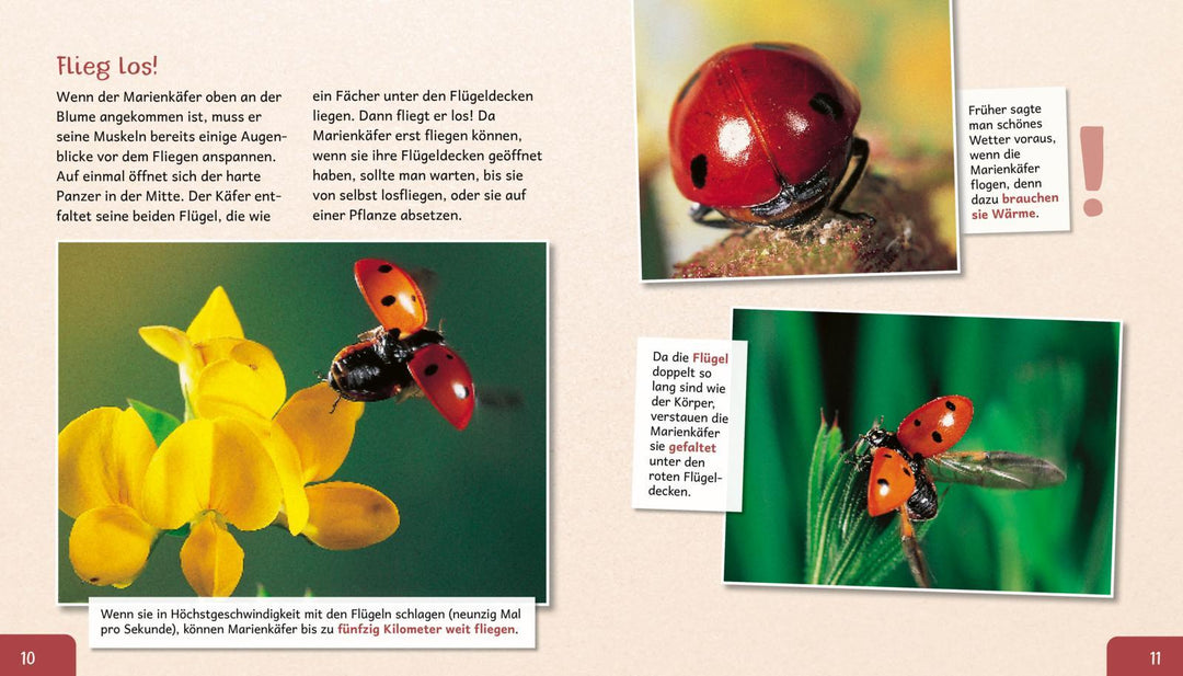 Meine große Tierbibliothek: Der Marienkäfer | Tracqui, Valérie