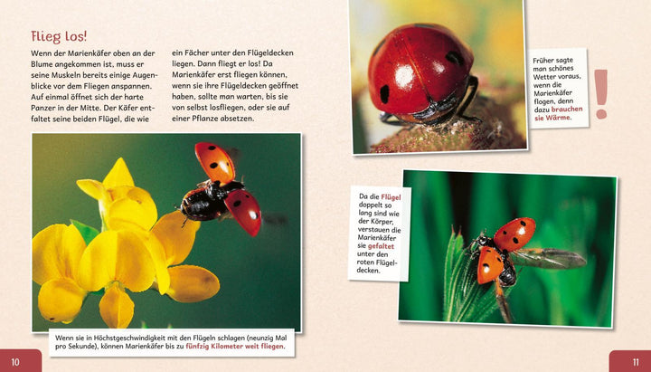 Meine große Tierbibliothek: Der Marienkäfer | Tracqui, Valérie