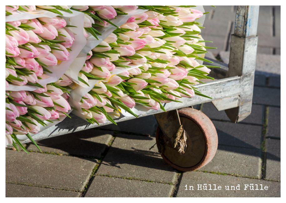 feste feiern - Postkartenbuch | Brall, Stephanie