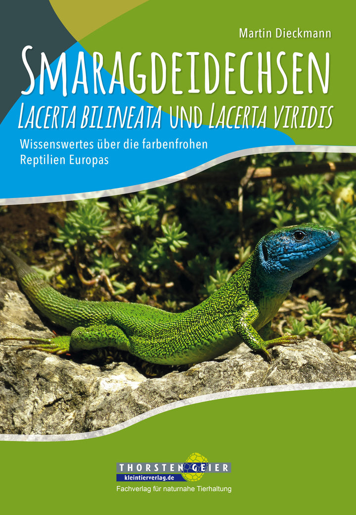 Smaragdeidechsen Lacerta bilineata und Lacerta viridis | Dieckmann, Martin