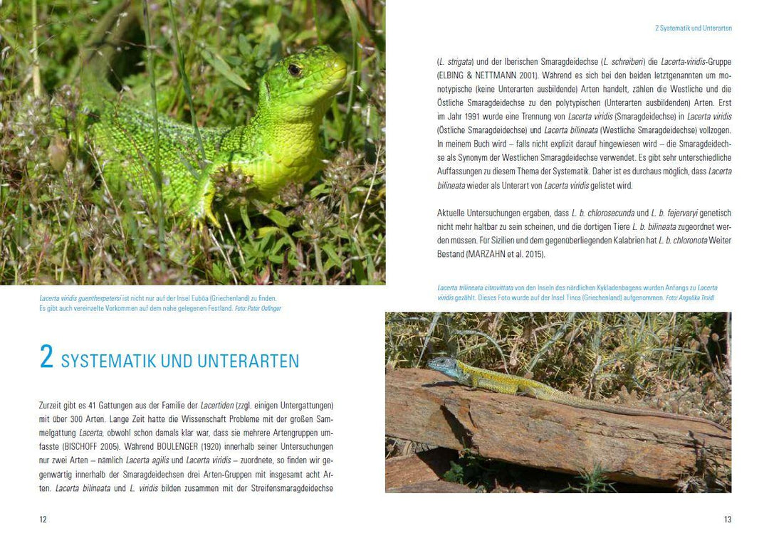 Smaragdeidechsen Lacerta bilineata und Lacerta viridis | Dieckmann, Martin