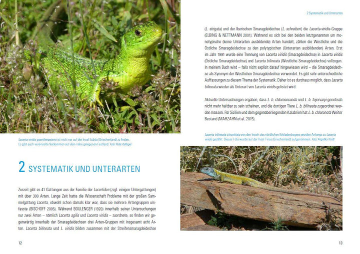 Smaragdeidechsen Lacerta bilineata und Lacerta viridis | Dieckmann, Martin