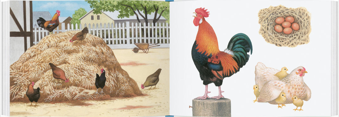 Tiere auf dem Bauernhof | Müller, Thomas