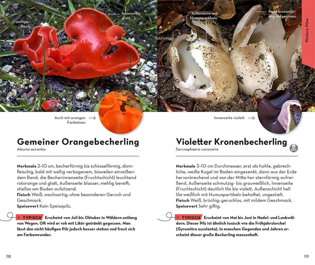 BASIC Pilze | Flück, Markus