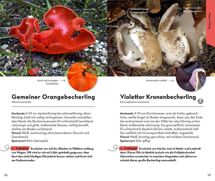 BASIC Pilze | Flück, Markus