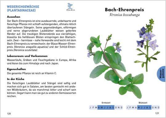 Anaconda Taschenführer Essbare Wildpflanzen. 70 Arten bestimmen und entdecke...