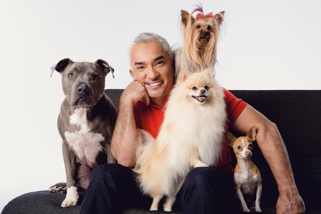 Die Glücksformel für den Hund | Millan, Cesar