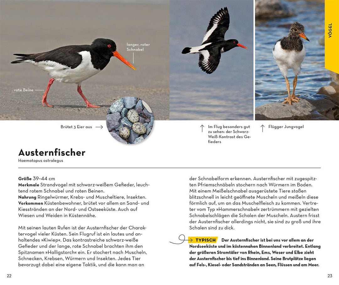 Basic Strand und Küste | Wilhelmsen, Ute