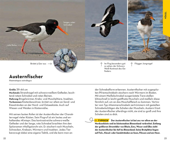 Basic Strand und Küste | Wilhelmsen, Ute