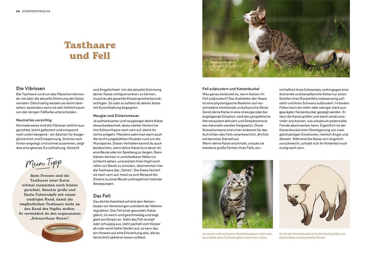 Katzensprache | Höfkes, Kerstin