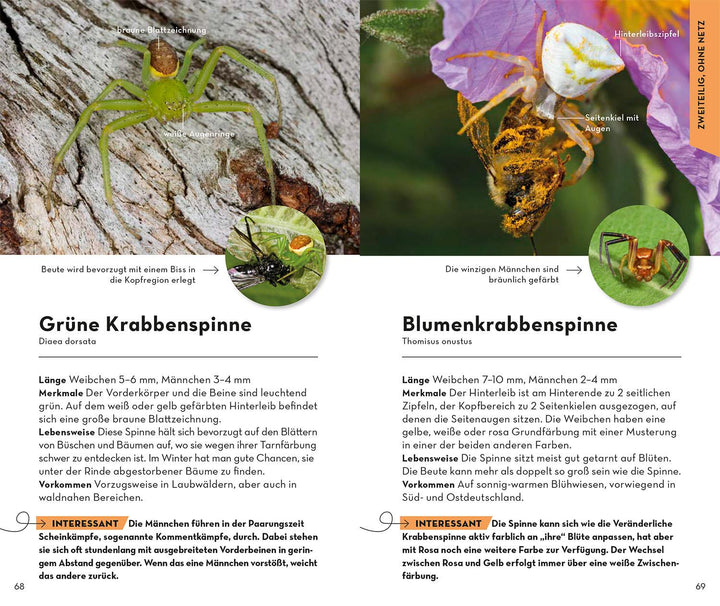 Basic Spinnen | Wilker, Lars