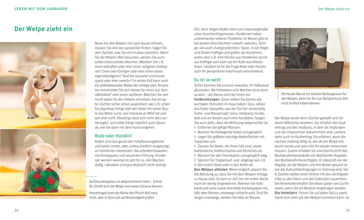 Labrador Retriever | Schlegl-Kofler, Katharina