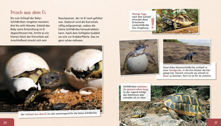 Meine große Tierbibliothek: Die Schildkröte | Gutjahr, Axel