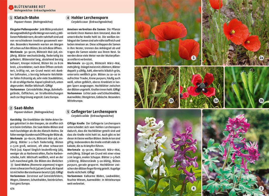 Der große Kosmos-Naturführer Tiere und Pflanzen | -