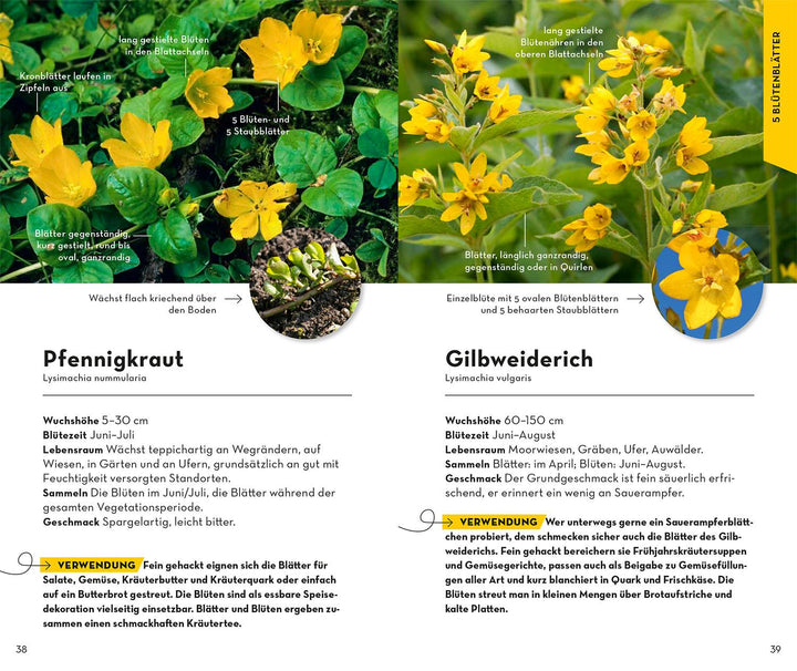 BASIC Früchte und Wildkräuter | Dreyer, Eva-Maria